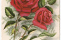 Pystymallinen postikortti, jossa on piirroskuvana kaksi ruusun vartta sekä muun kasvin hentoja lehtivarsia. Alla painettuna teksti Sydämelliset Onnittelut ja käsinkirjoitettuna 26.7.66.